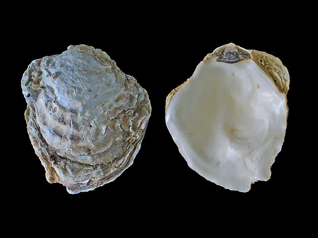 Riddle 77 European flat oyster