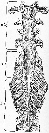 1911_Britannica-Bird-Sacrum_of_a_Fowl.png