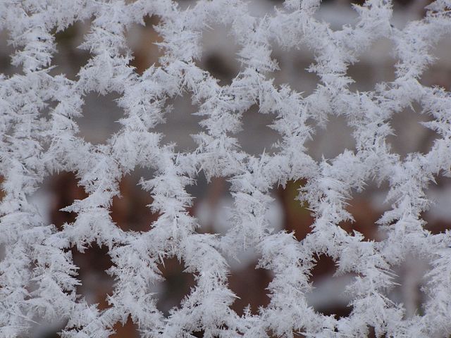Soft_rime_crystals_on_fence_in_Central_Oregon_USA