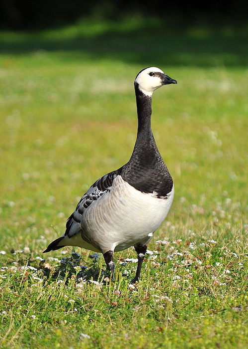 Goose