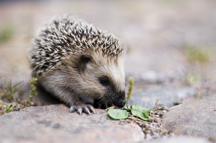 European hedgehog sniffing a leaf