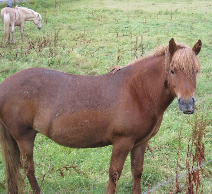 Horse looking at camera