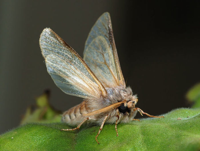 Pine Processionary Moth