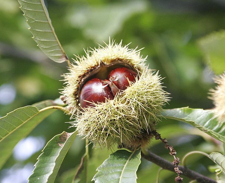 Chestnut