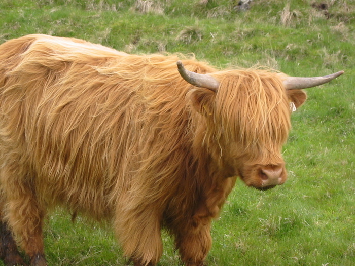 Highland cow